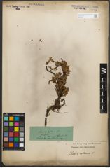 Foto von Salix retusa L.